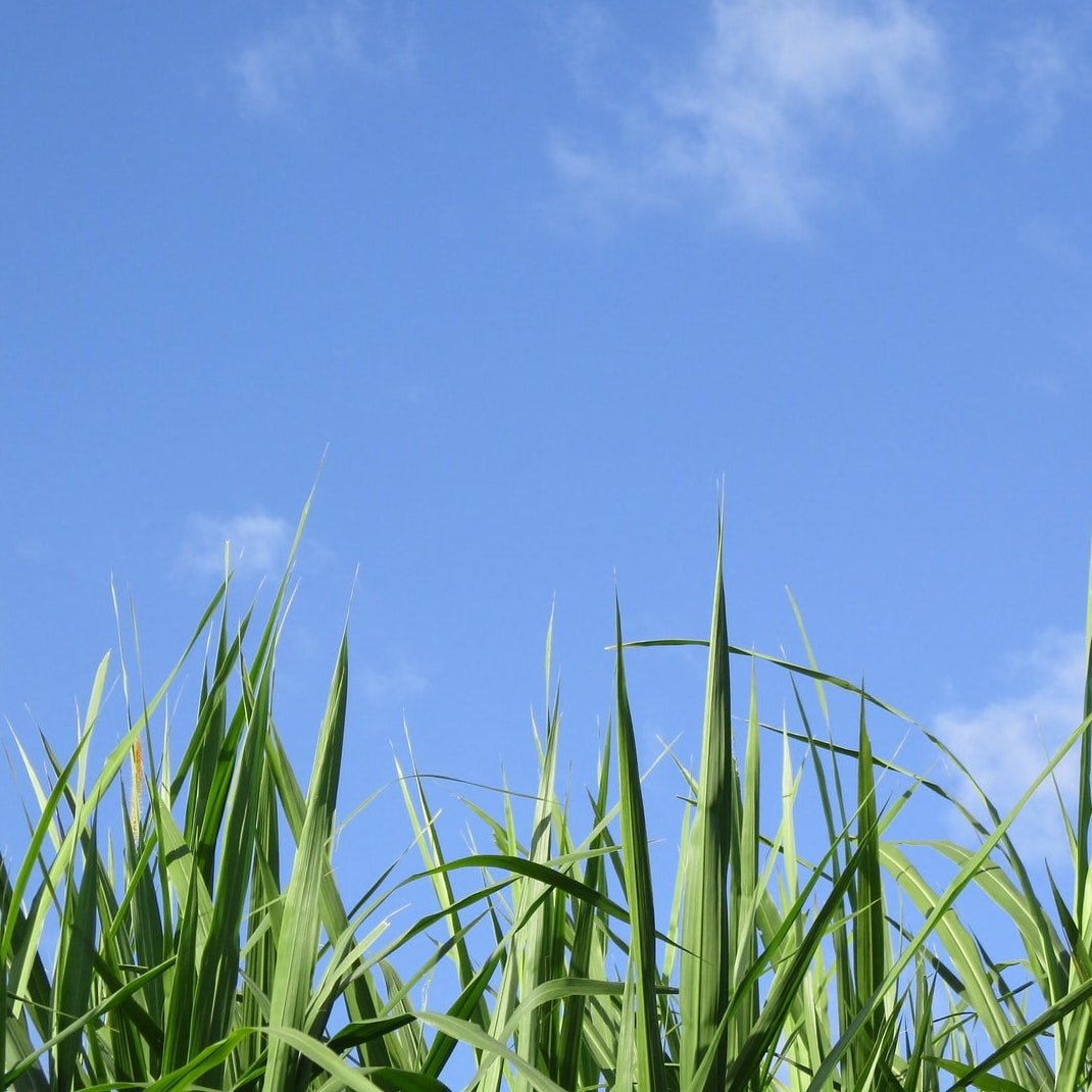 The Dangers of Greenwashing