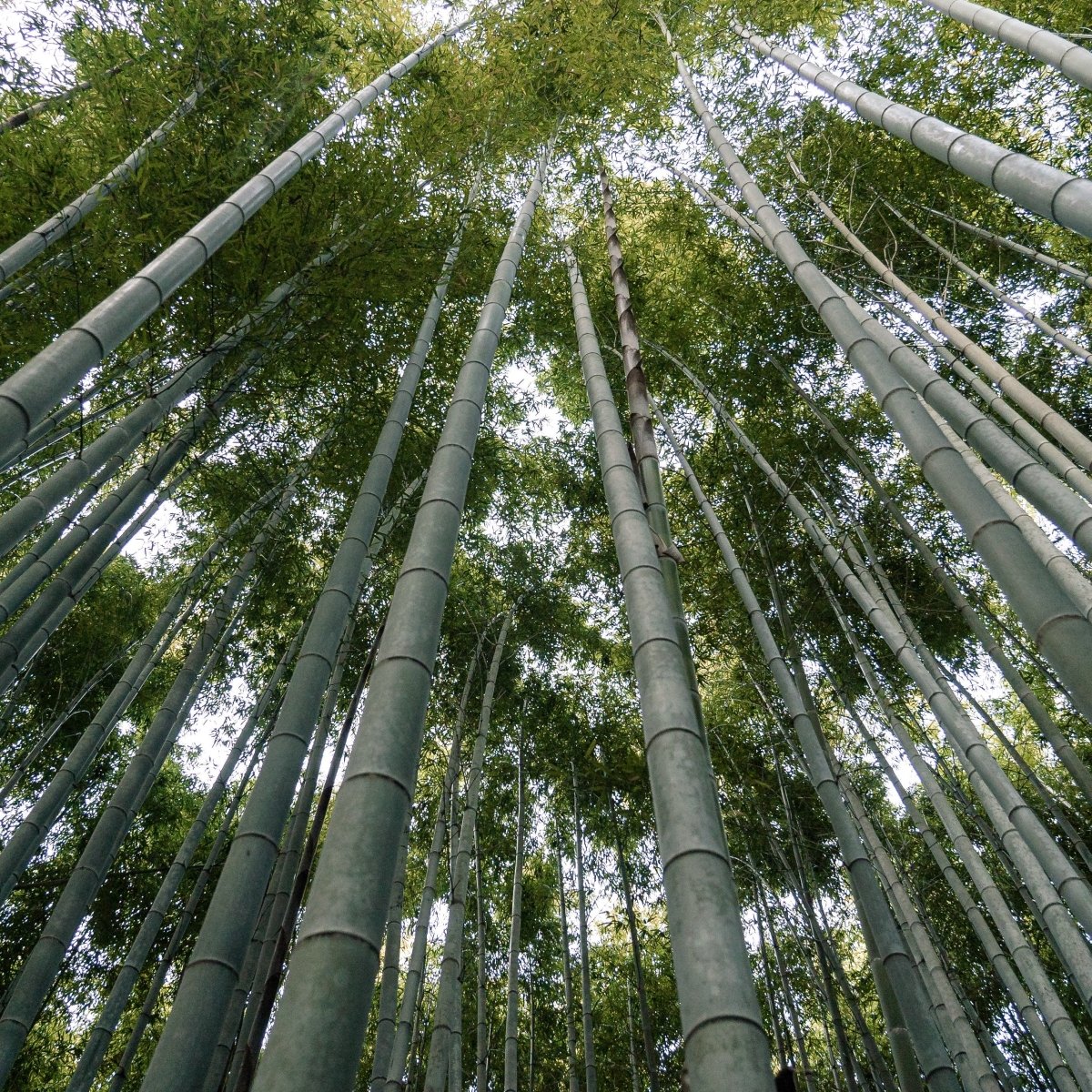 3 Amazing Eco-Benefits <br>of Bamboo Toilet Paper