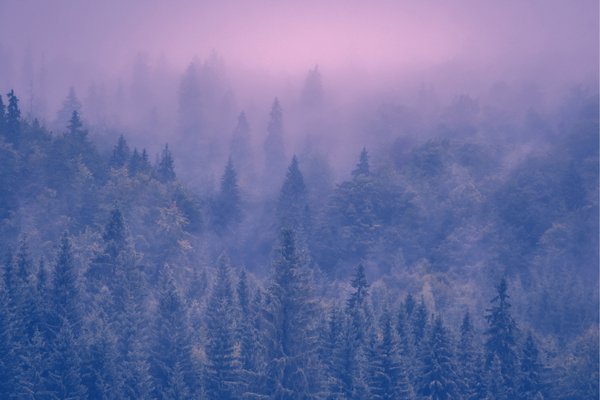 How To Save Trees and Save Money With Toilet Paper Subscriptions